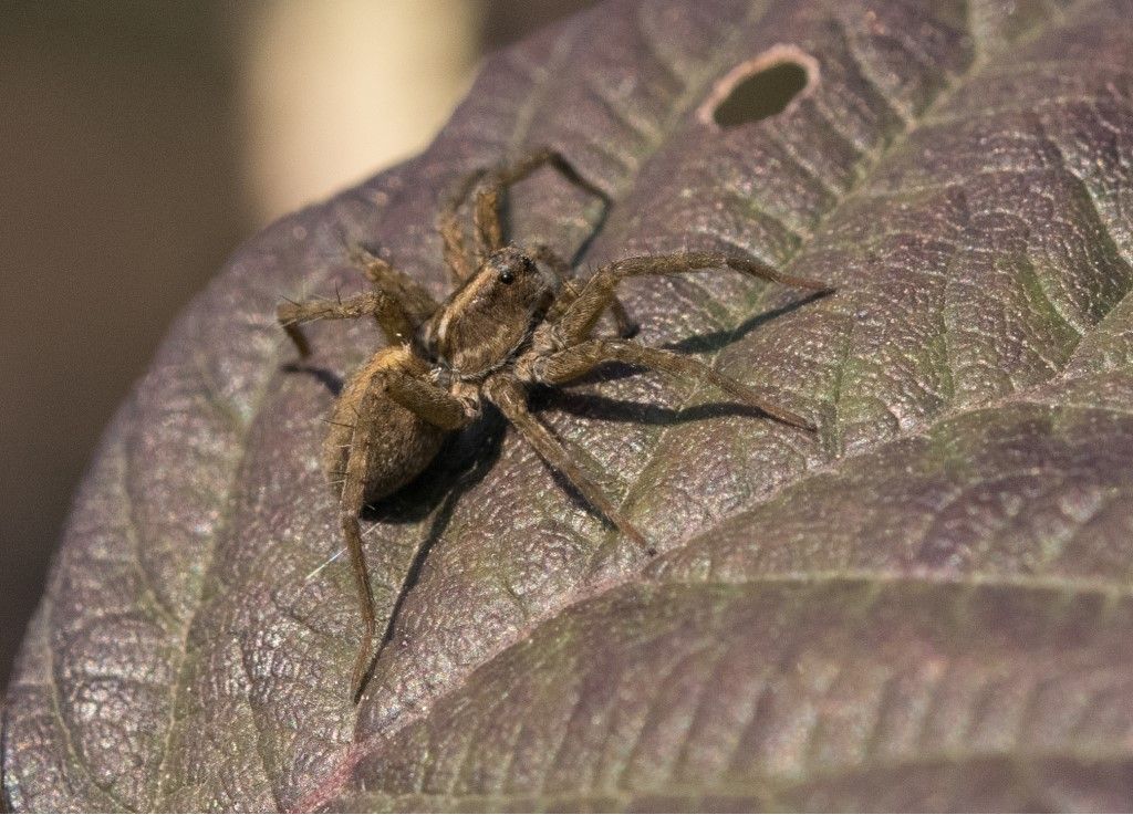 Lycosidae da identificare