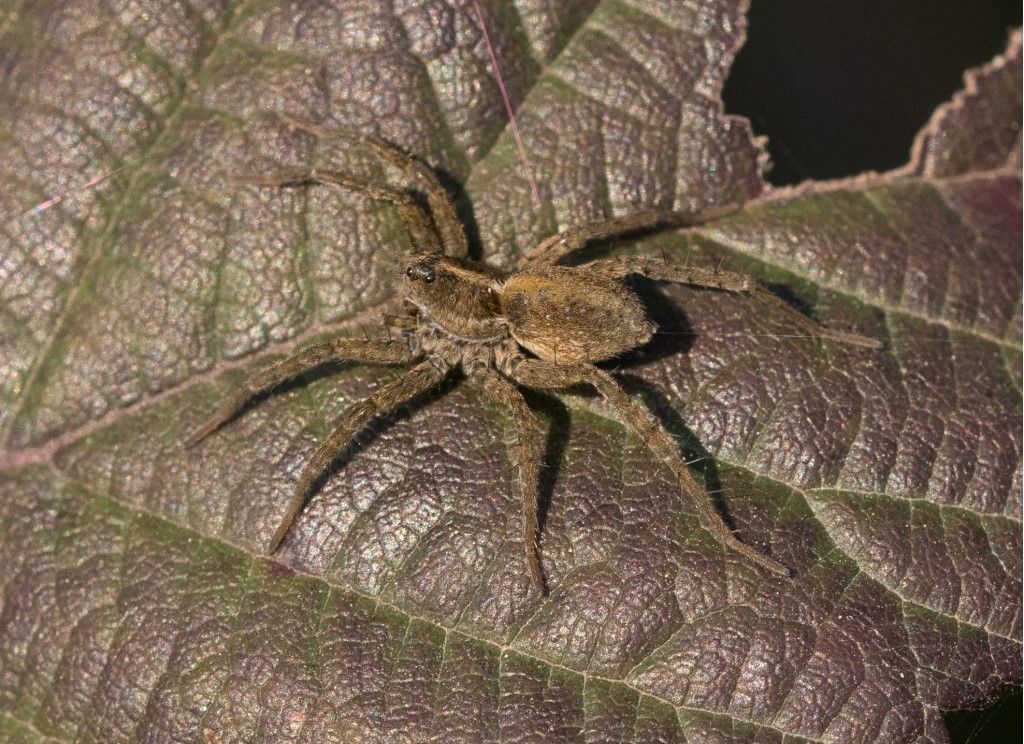 Lycosidae da identificare