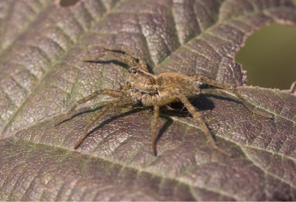 Lycosidae da identificare