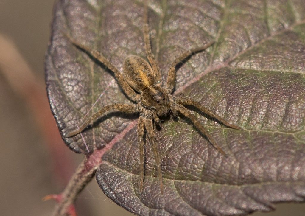 Lycosidae da identificare