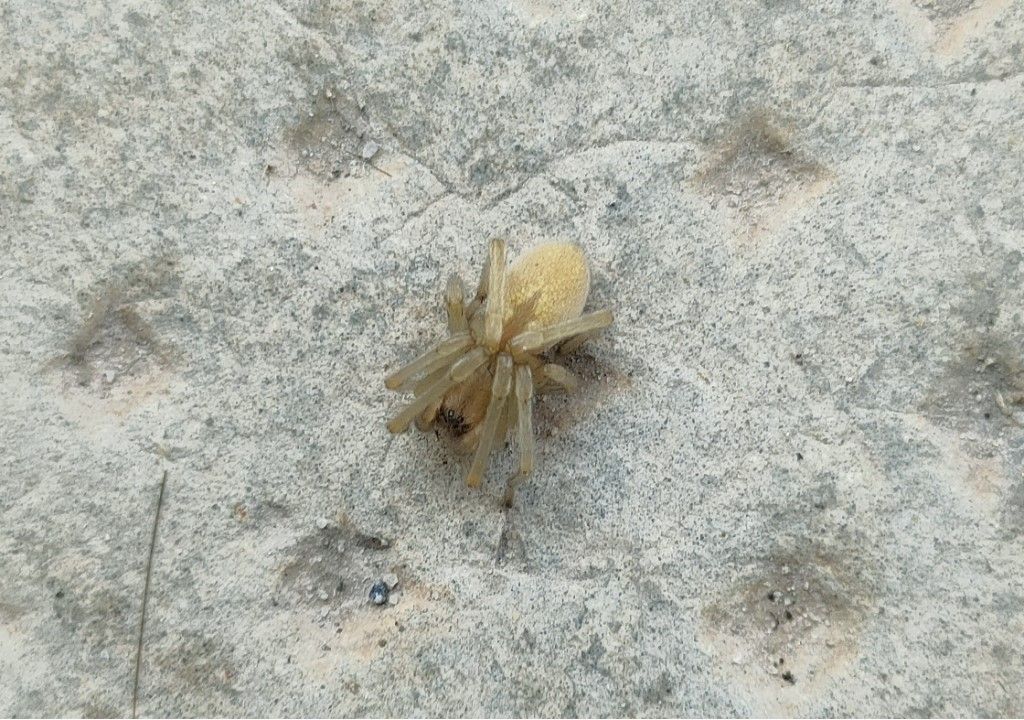 Cheiracanthium mildei ?