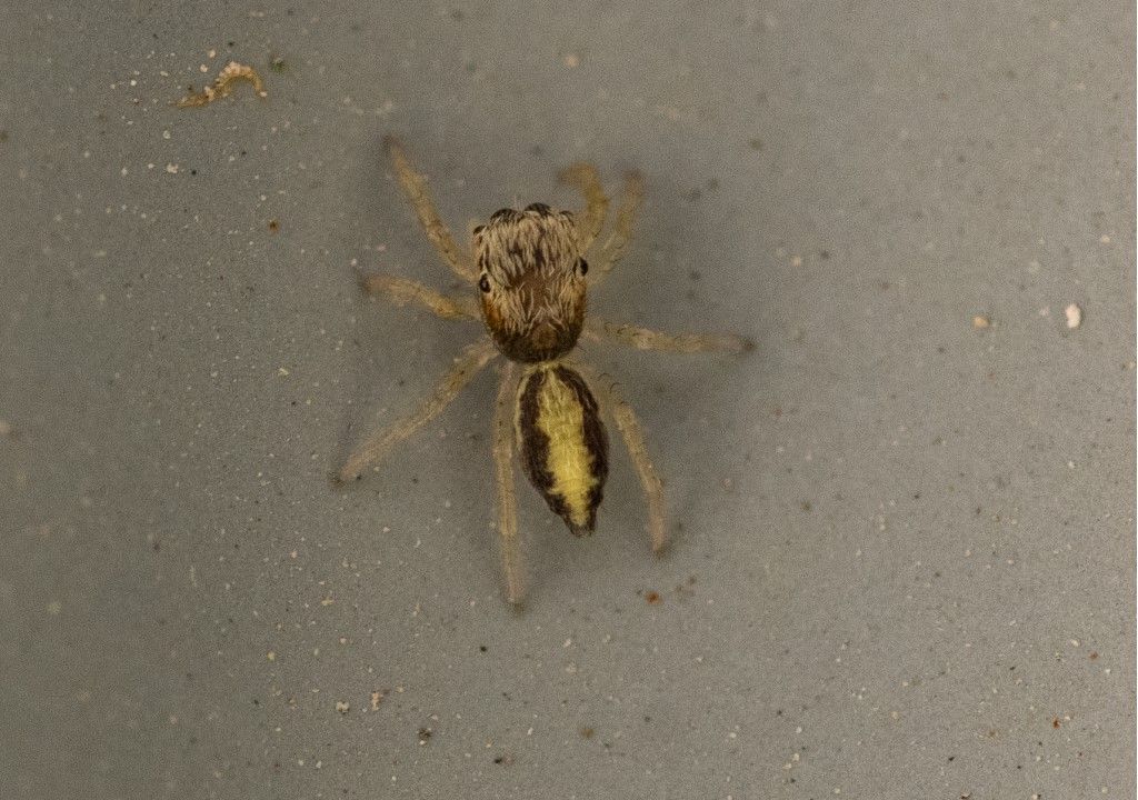 Salticidae da identificare