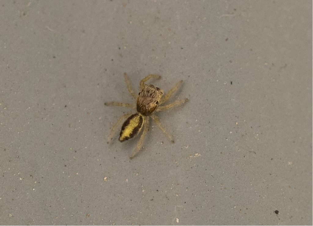 Salticidae da identificare