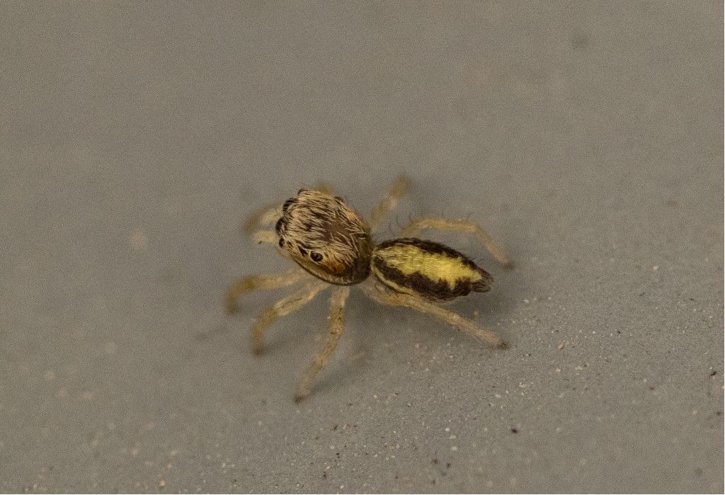 Salticidae da identificare