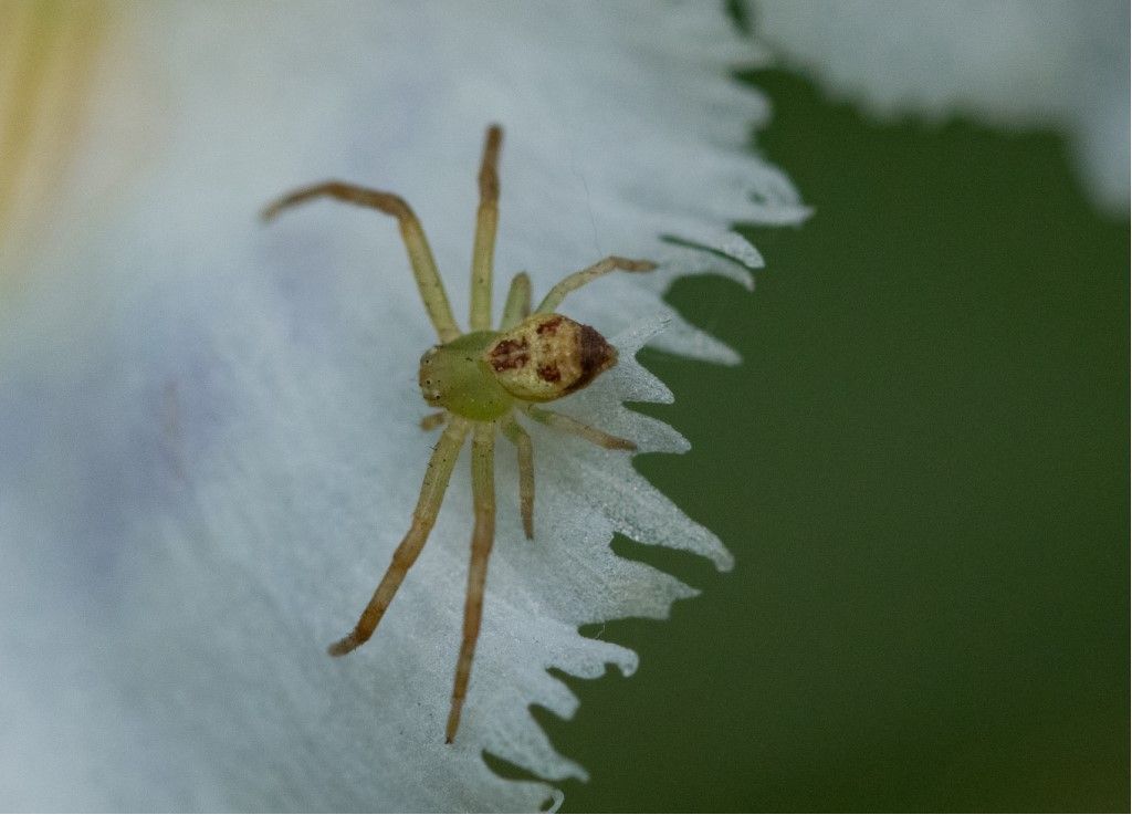 Aiuto per identificazione