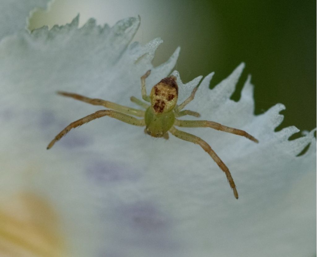 Aiuto per identificazione
