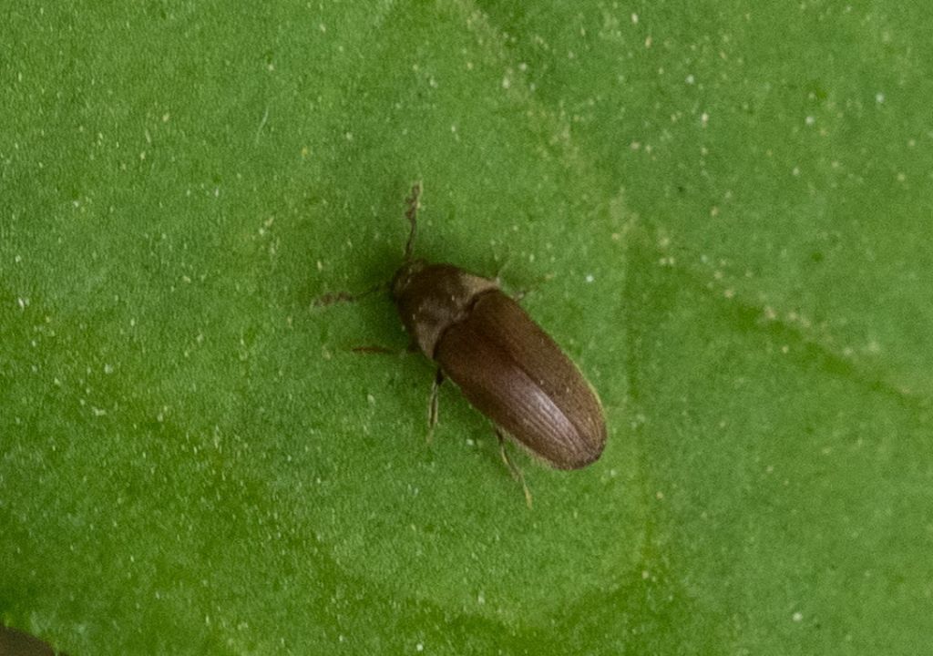 Throscidae: Trixagus dermestoides ?