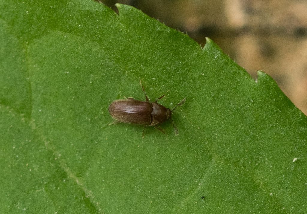 Throscidae: Trixagus dermestoides ?
