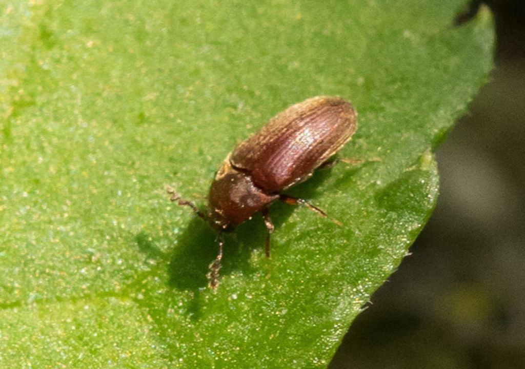 Throscidae: Trixagus dermestoides ?