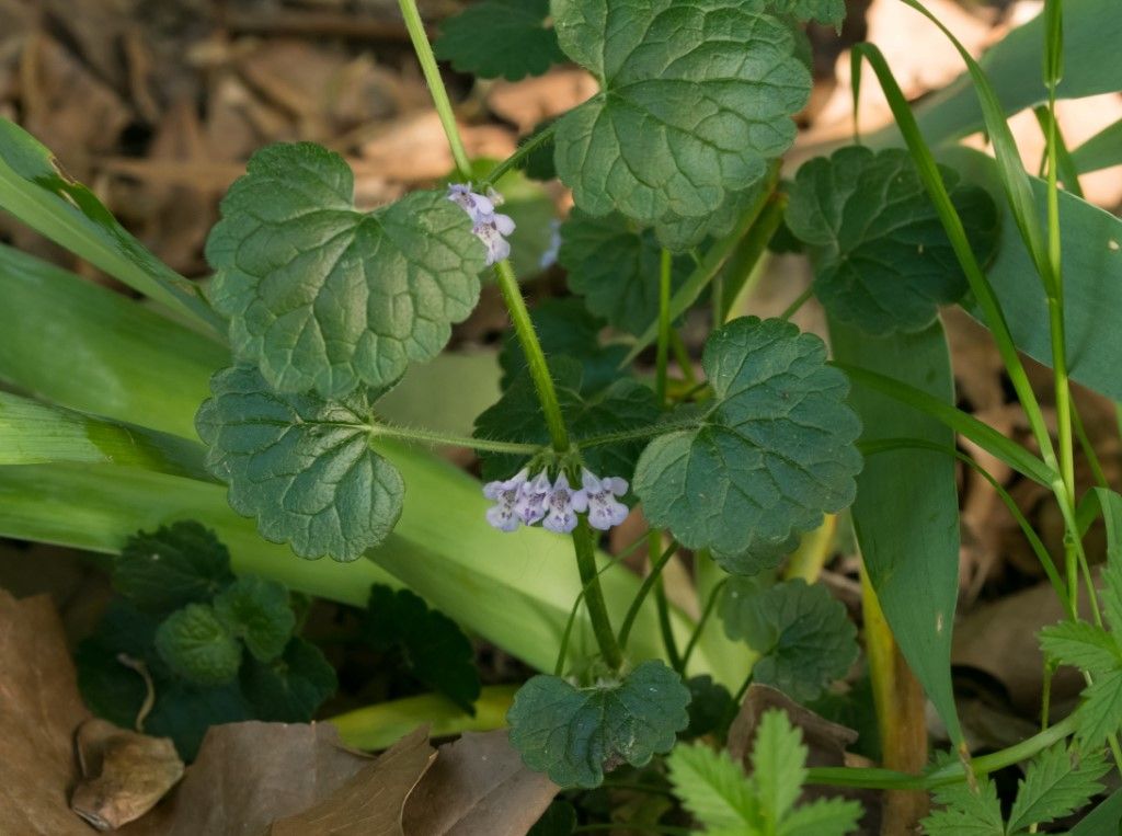 Lamiaceae da identificare Glechoma hirsuta ?