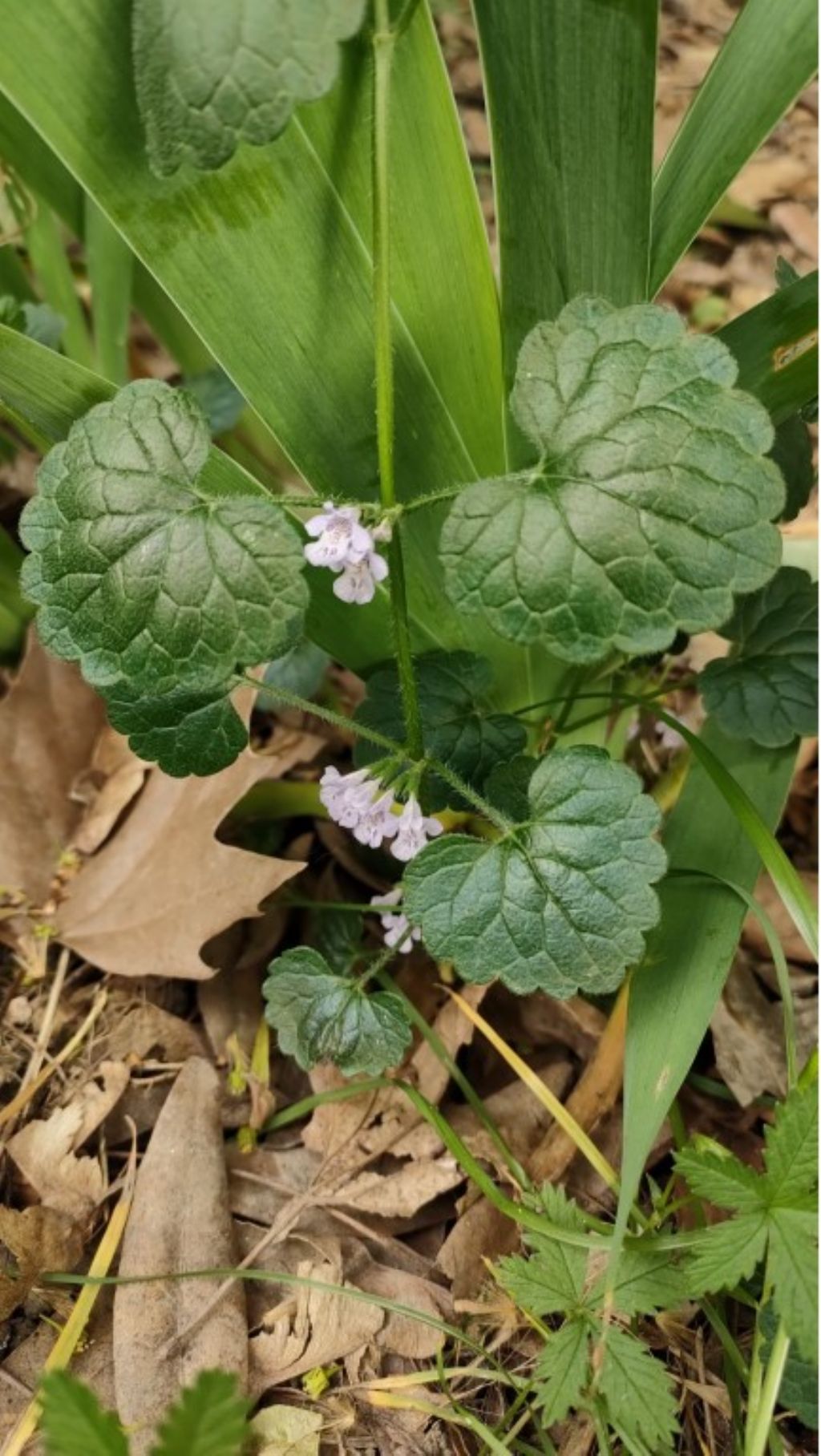Lamiaceae da identificare Glechoma hirsuta ?
