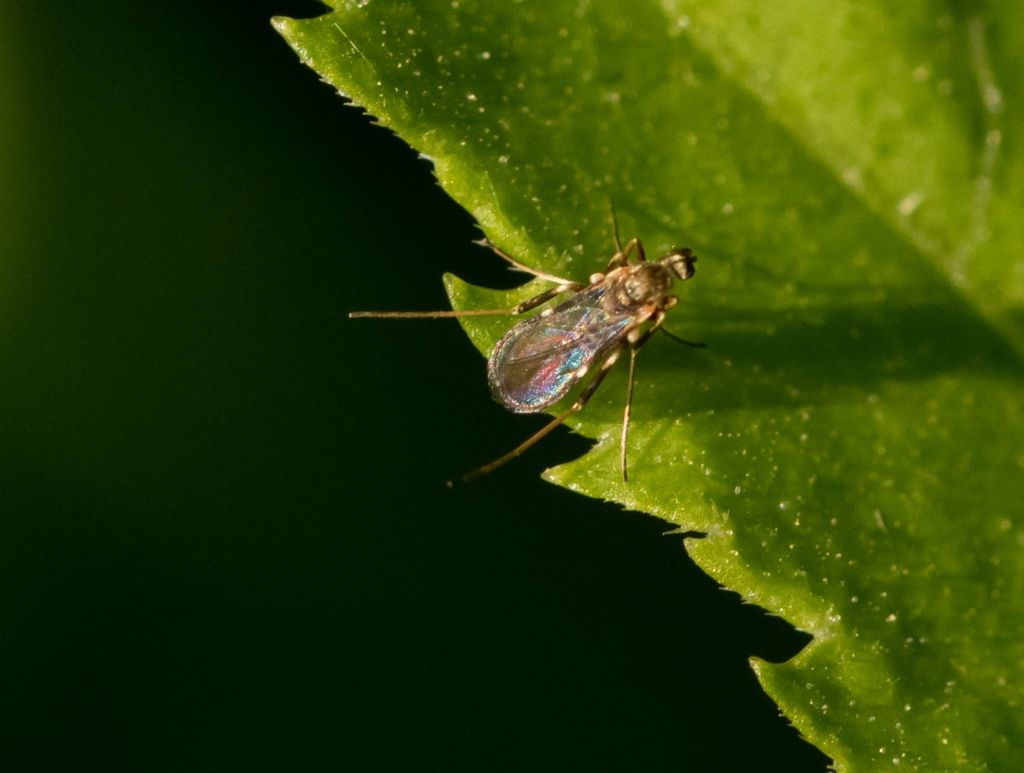 Diptera da identificare