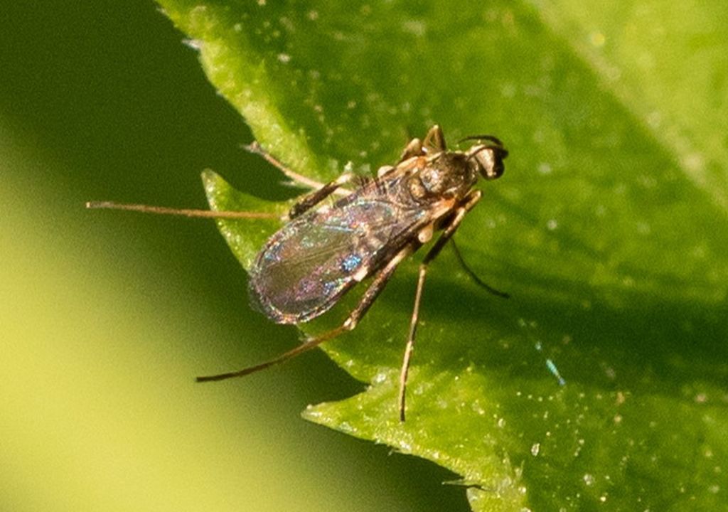 Diptera da identificare