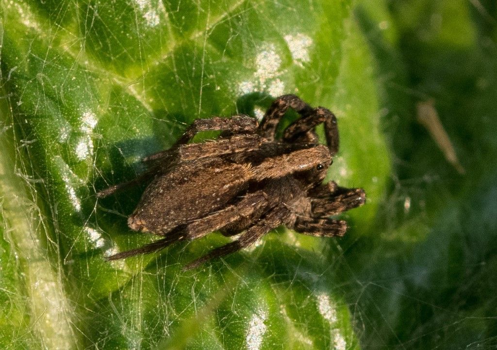 Lycosidae da identificare