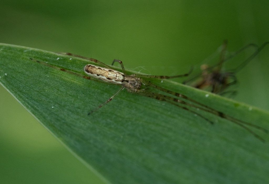 Tetragnatha obtusa ?
