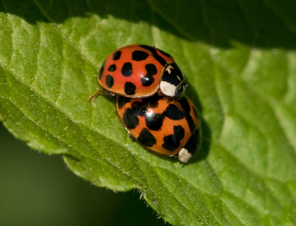 Harmonia axyridis ?