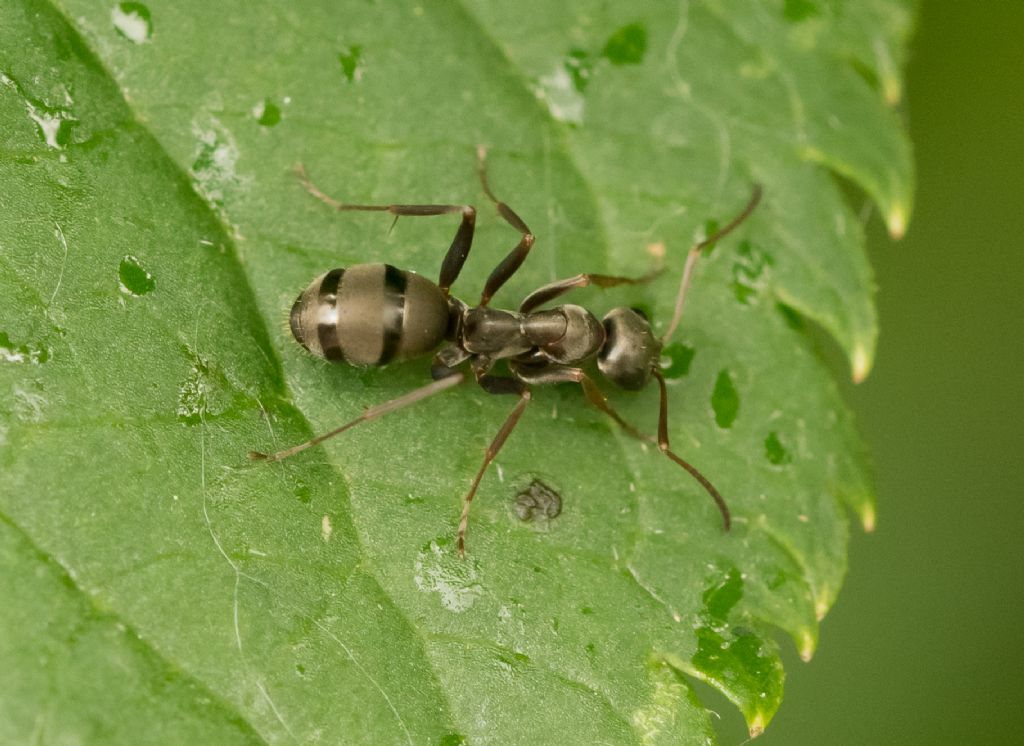 Formicidae da identificare