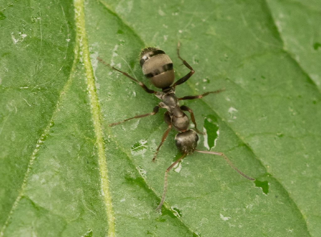 Formicidae da identificare