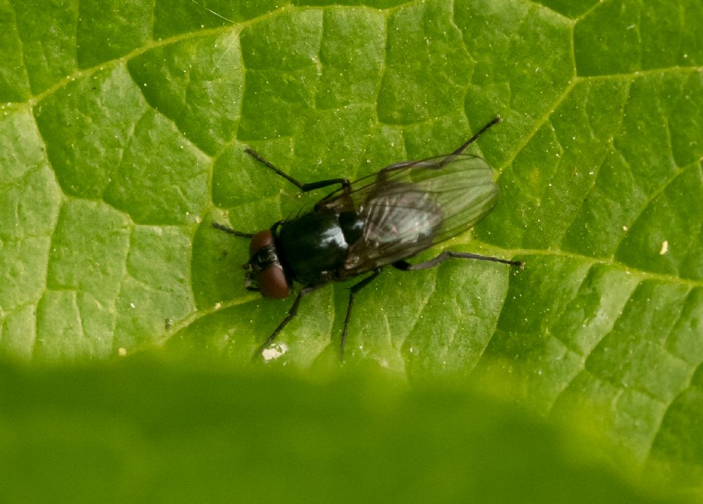 Aiuto per identificazione