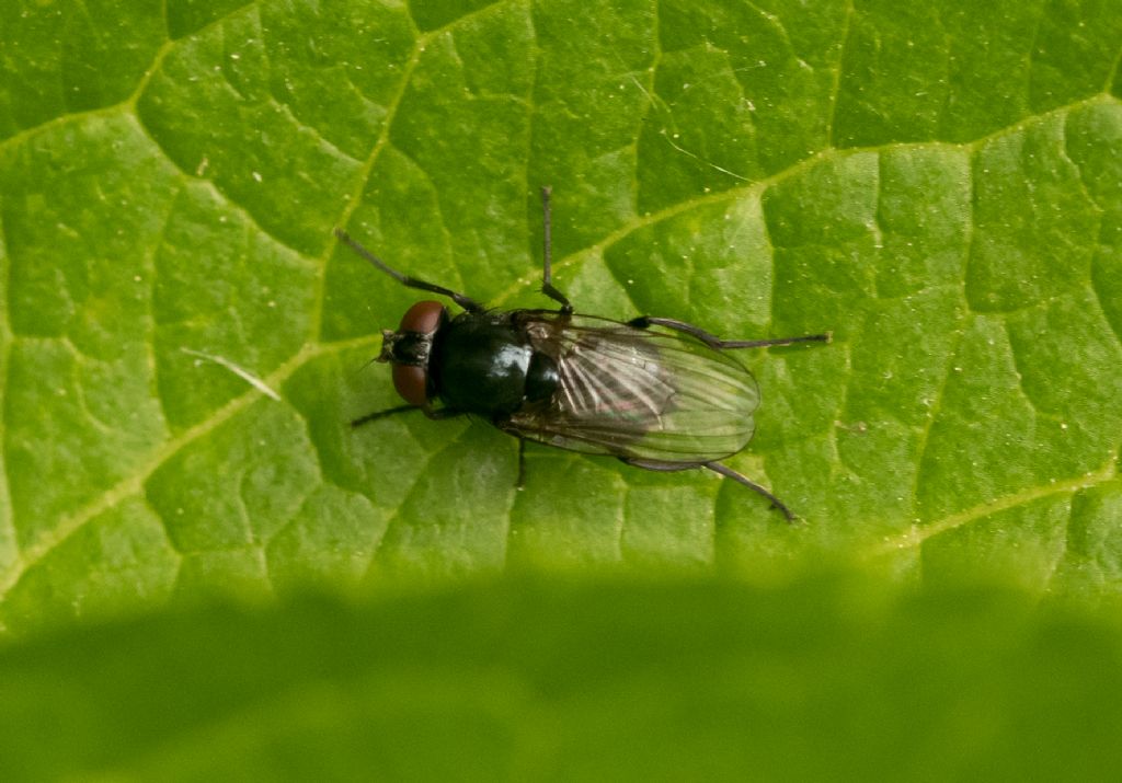 Aiuto per identificazione