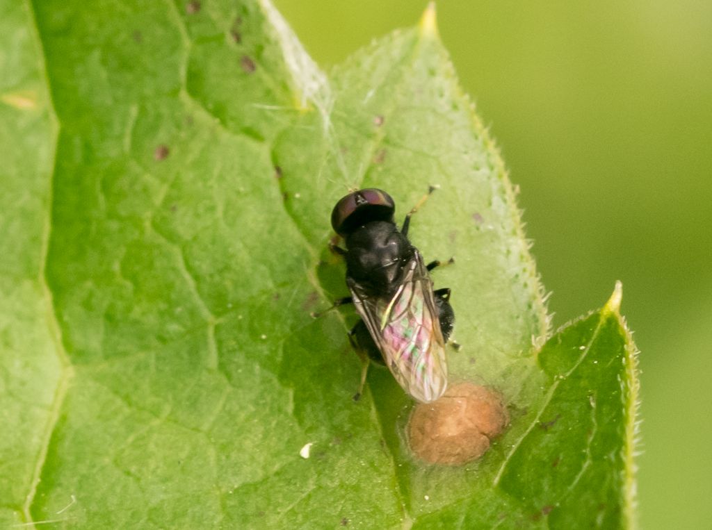 Aiuto identificazione