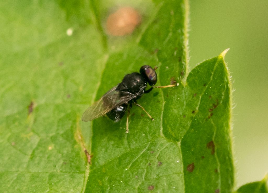 Aiuto identificazione