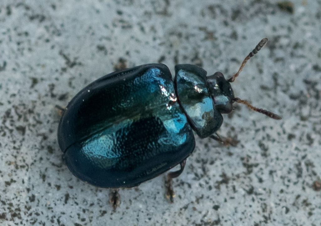 Chrysomelidae: Plagiodera versicolora? S.