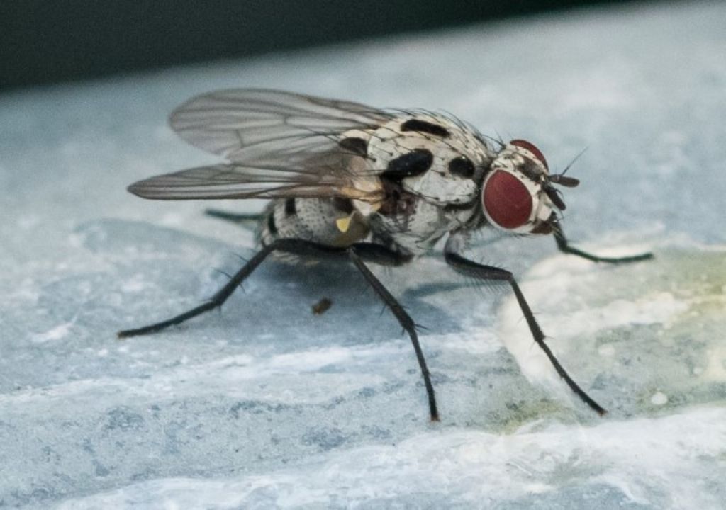Anthomyiidae -  Anthomyia pluvialis ?