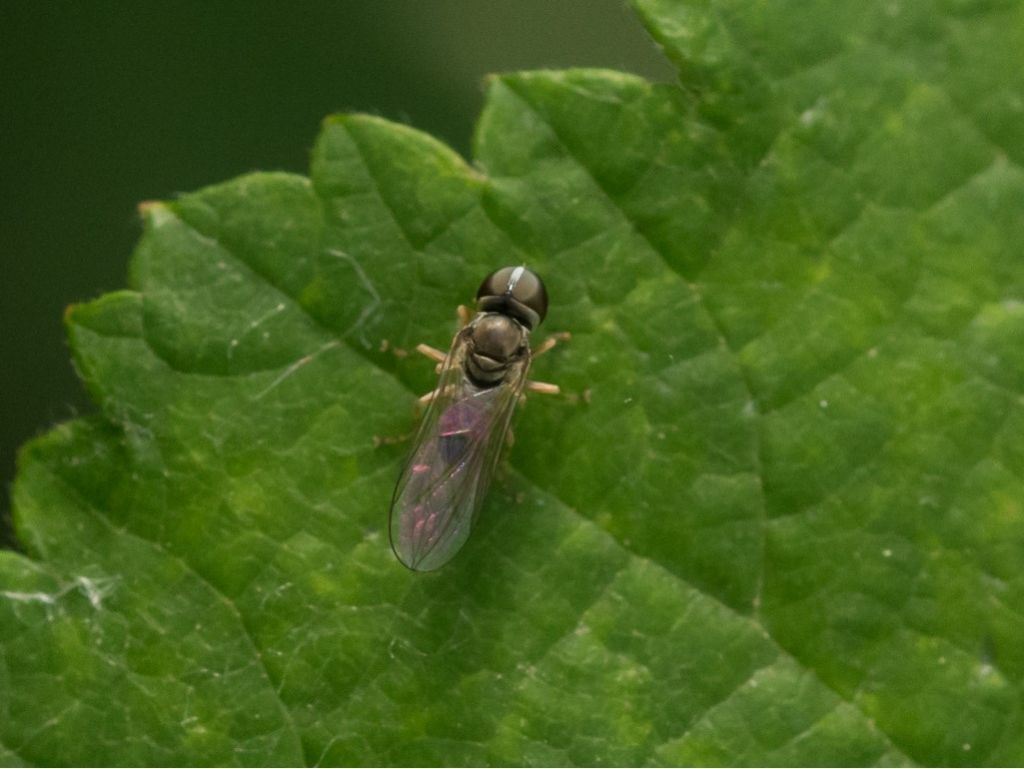 Probabile Pipunculidae da identificare