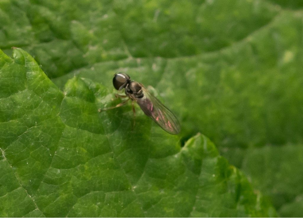 Probabile Pipunculidae da identificare