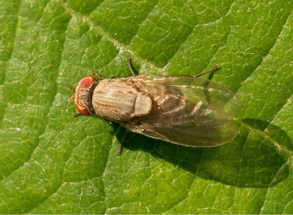 Diptera da identificare