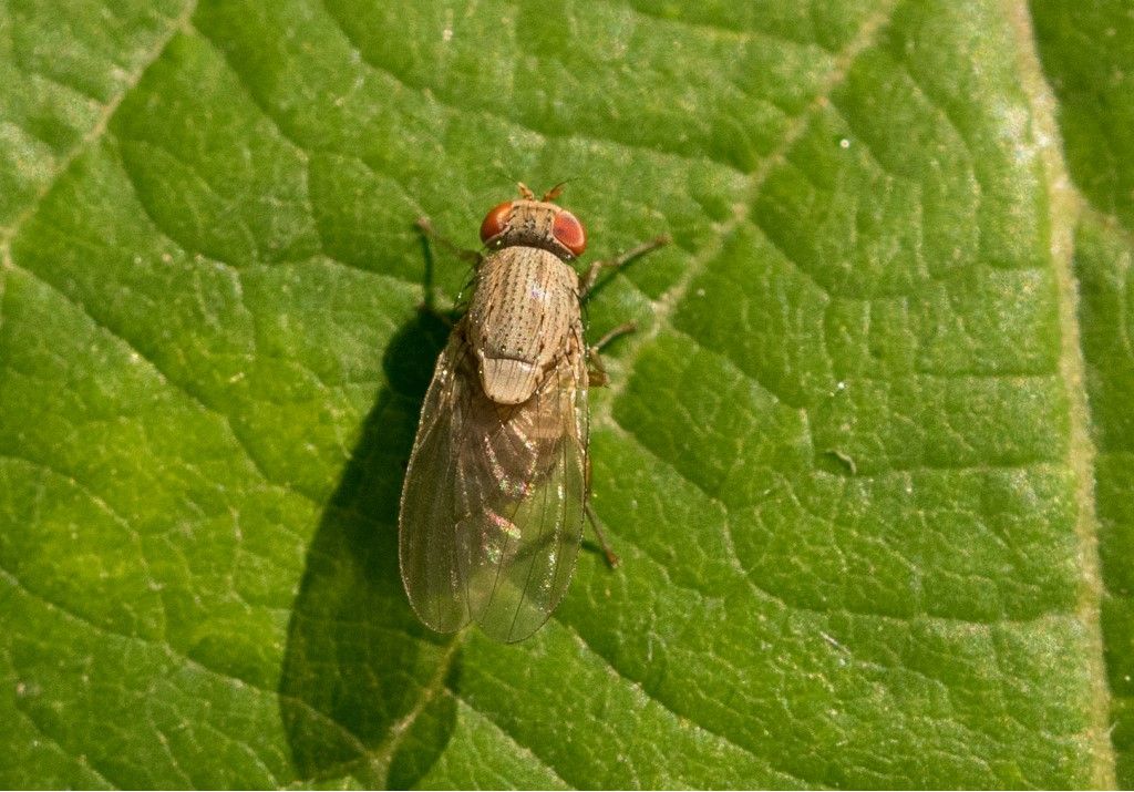 Diptera da identificare