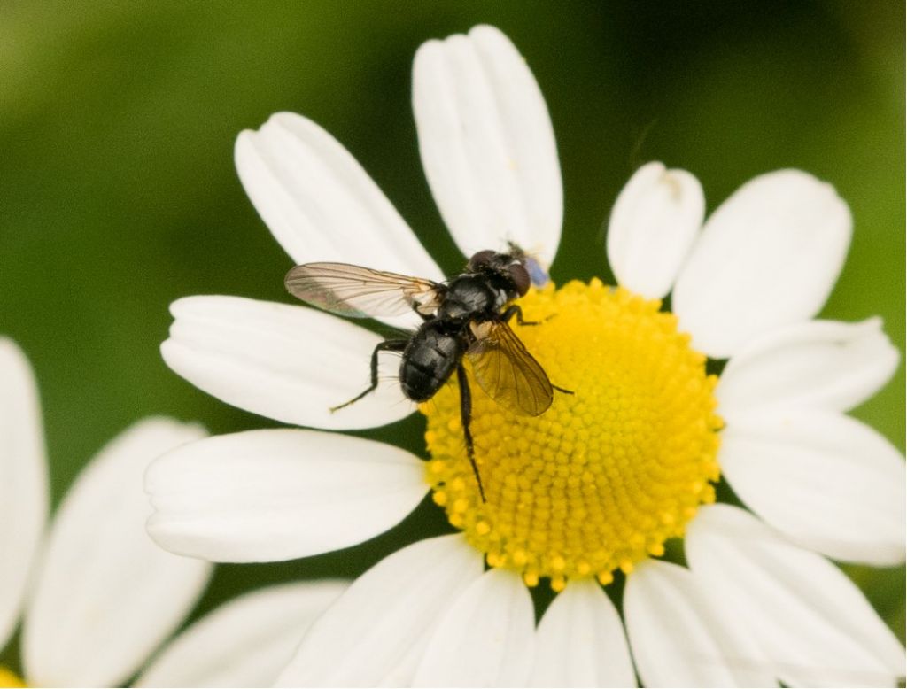 Aiuto per identificazione