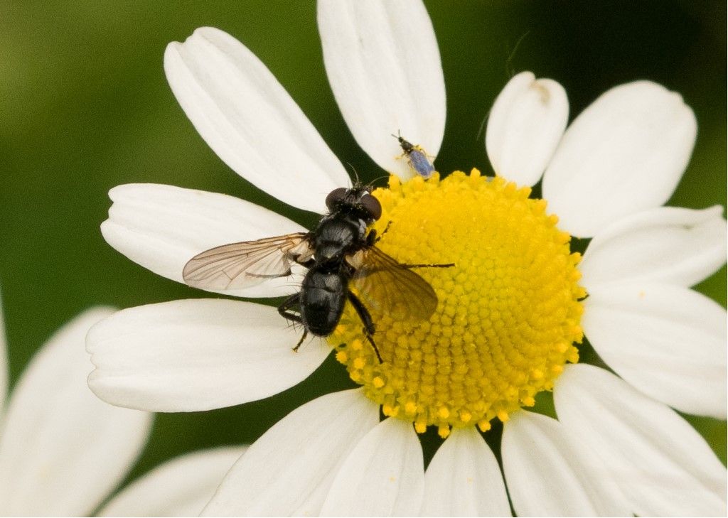 Aiuto per identificazione