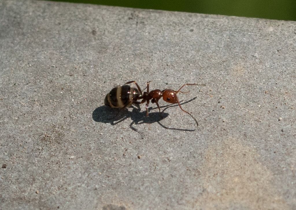 formicidae da identificare Camponotus lateralis ?