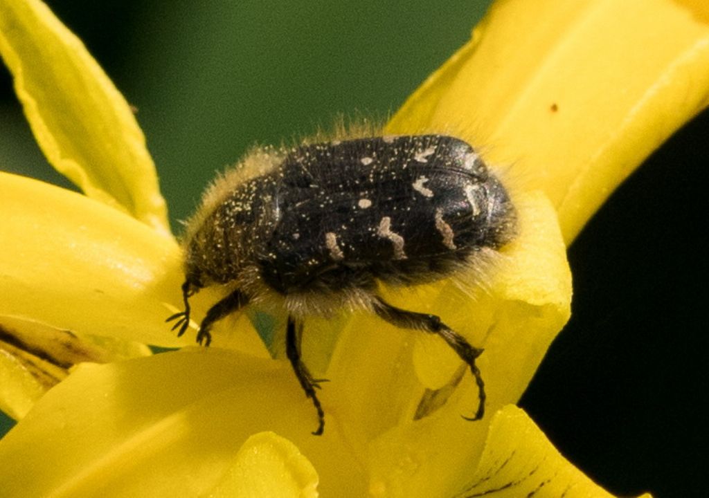 Tropinota hirta ?