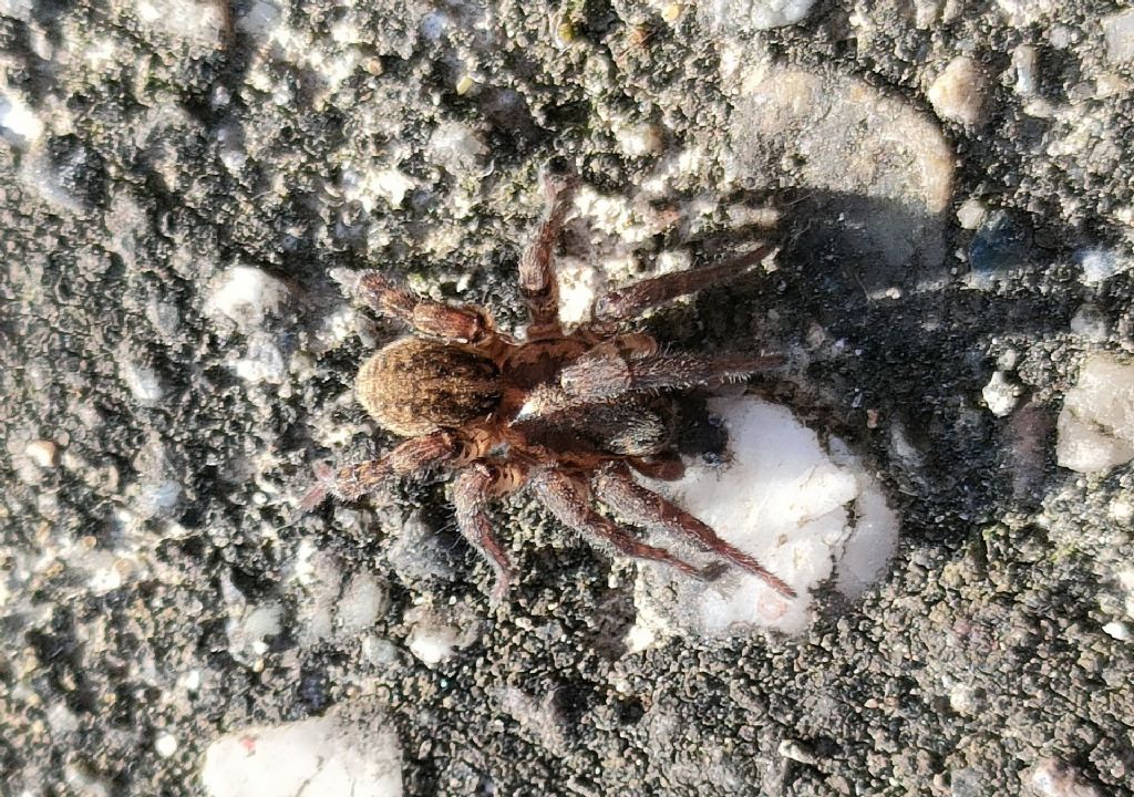 Arctosa personata ?
