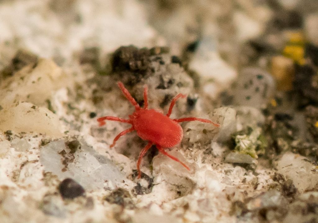 Balaustium murorum ?