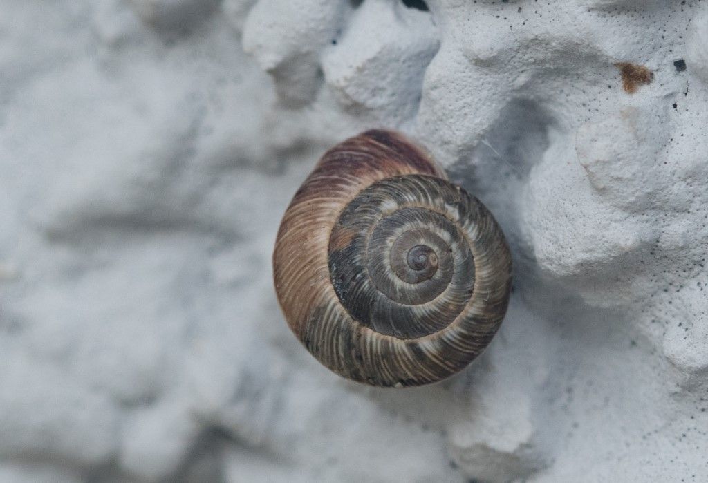 Cernuella cisalpina ?