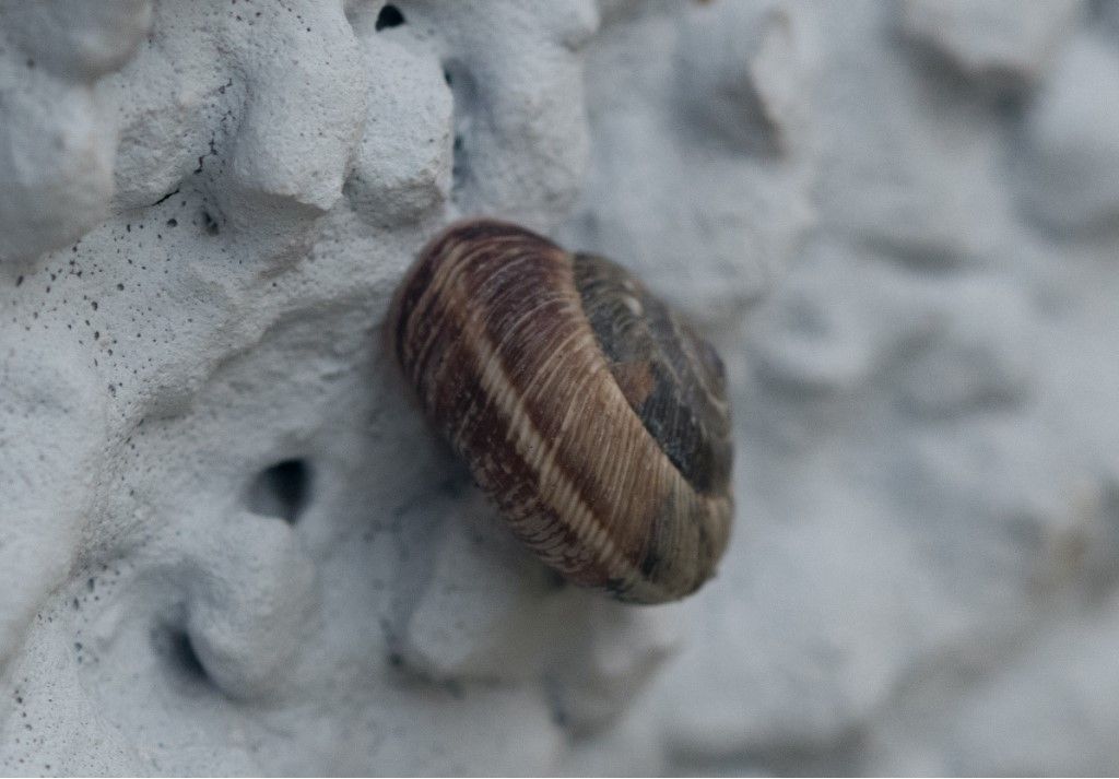 Cernuella cisalpina ?