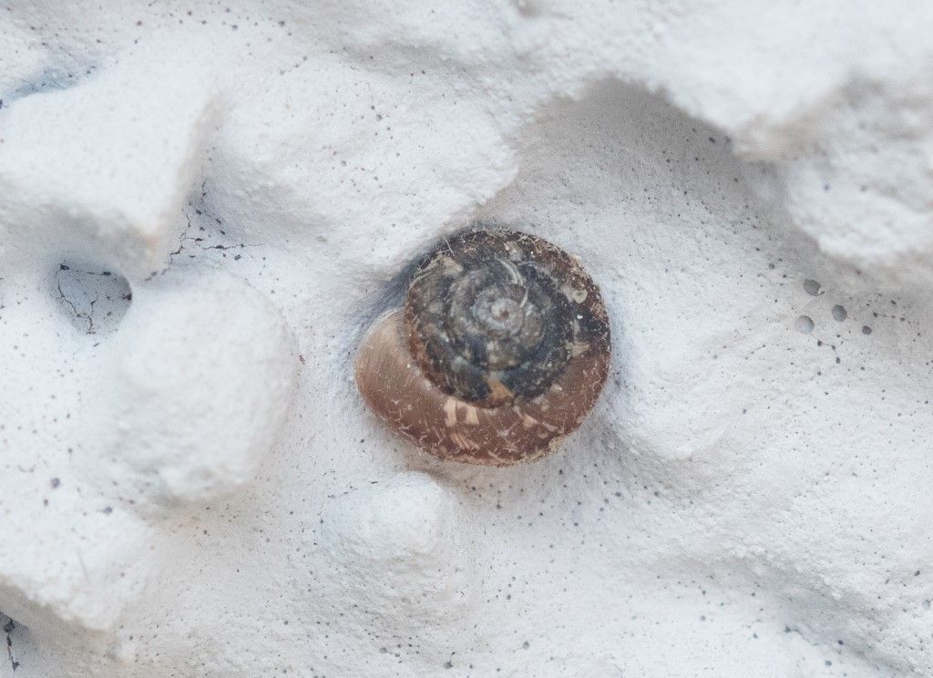 Xerotricha conspurcata ?