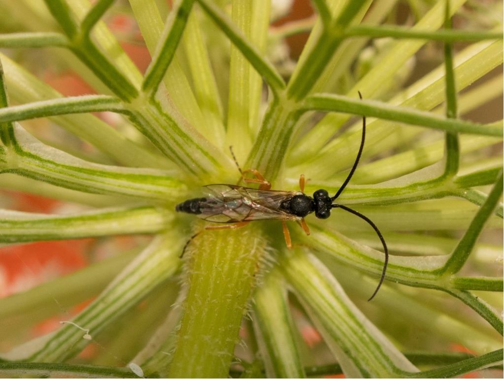 Aiuto per identificazione