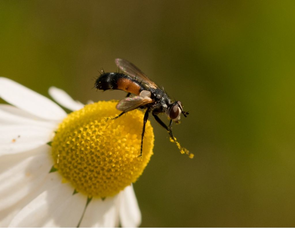 TACHINIDAE da identificare