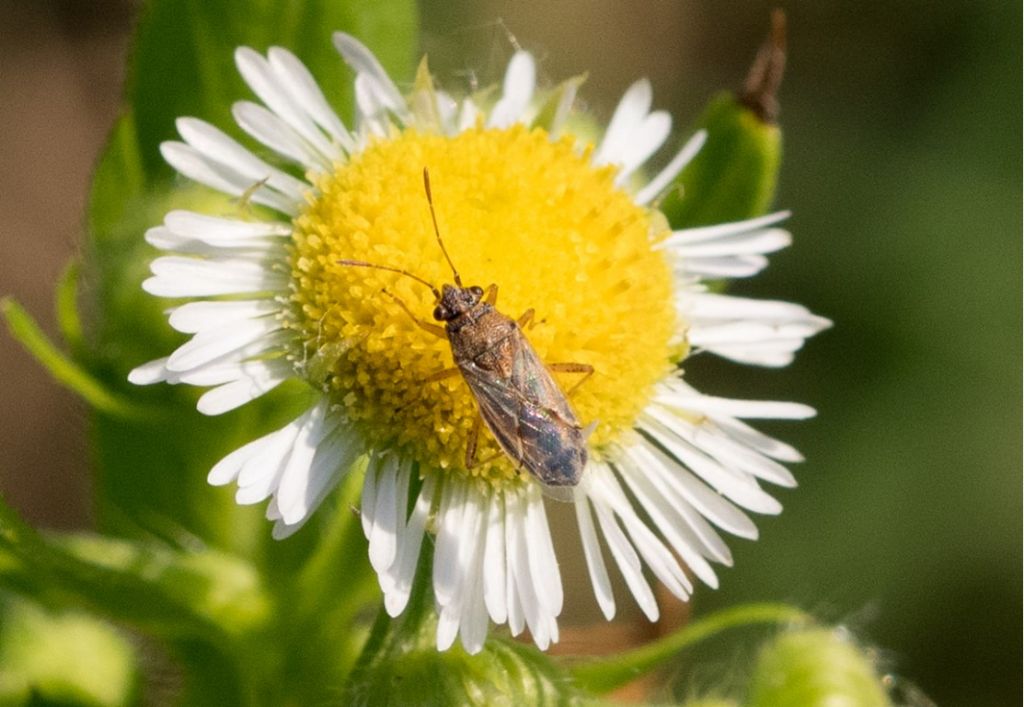 Liorhyssus hyalinus ?