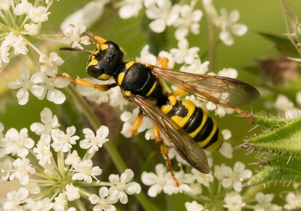 Crabronidae: Cerceris arenaria? S, ♀