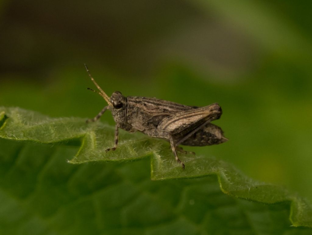 Tetrix sp.