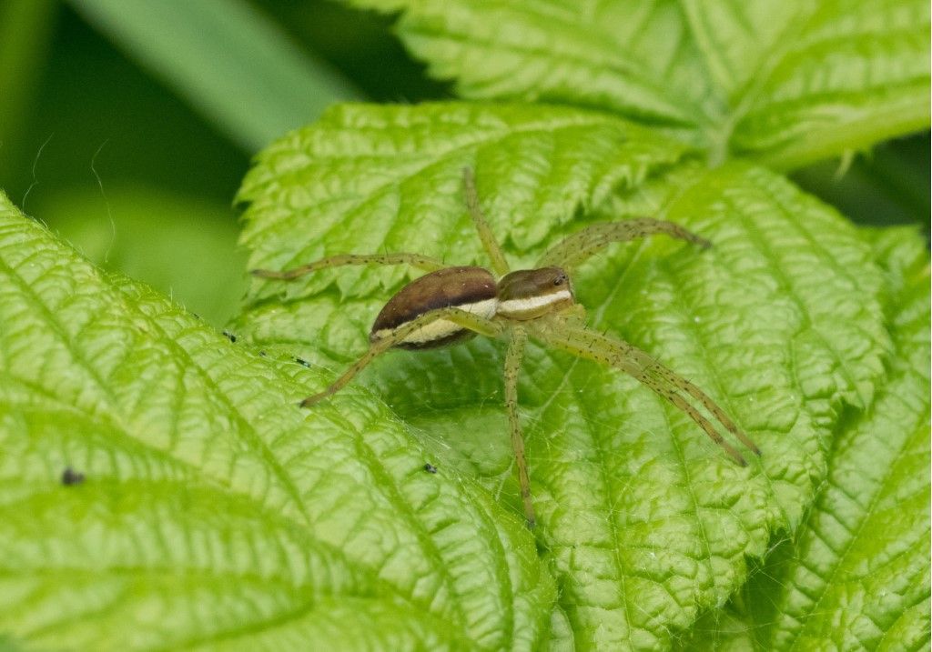 PISAURIDAE da identificare