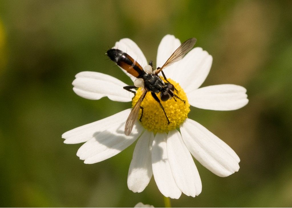 TACHINIDAE da identificare