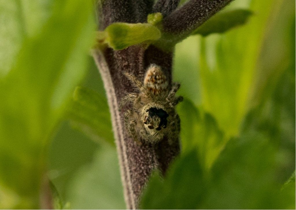 Carrhotus xanthogramma ?