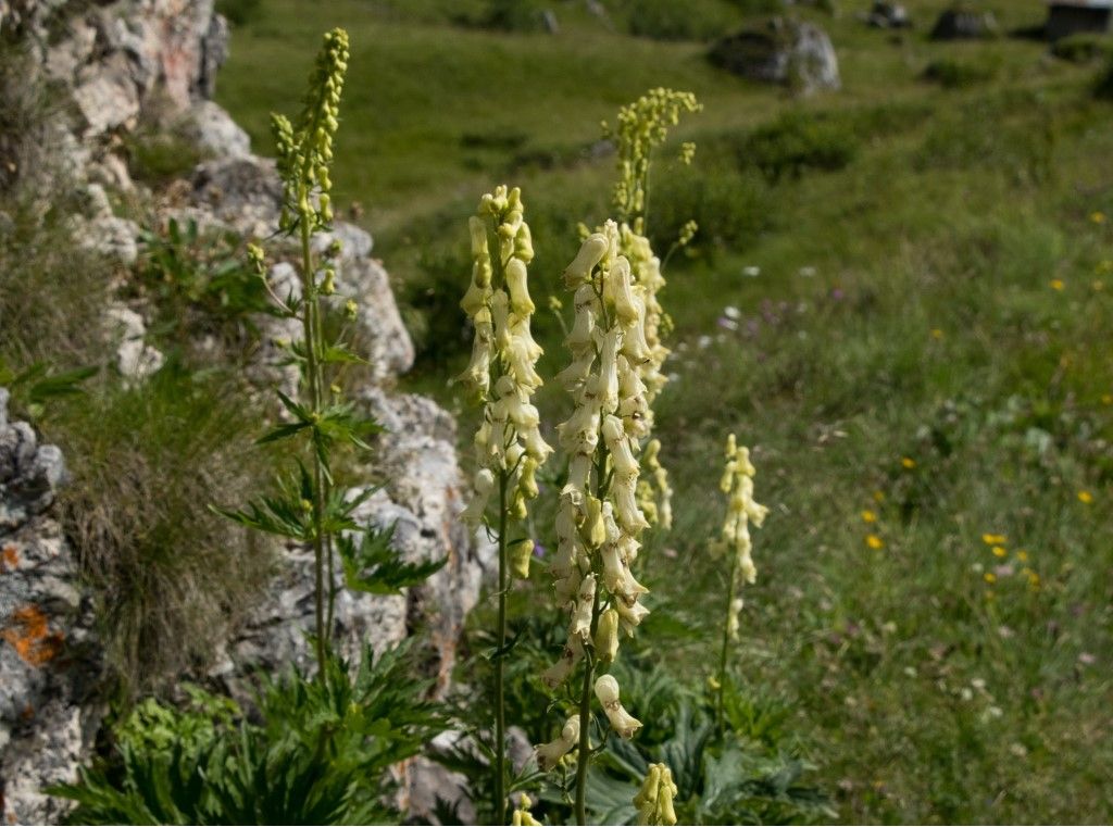 Aiuto identificazione (1)
